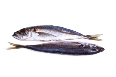 izole lezzetli istavrit