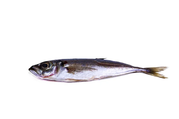 Isolated  tasty horse mackerel — Stock Photo, Image