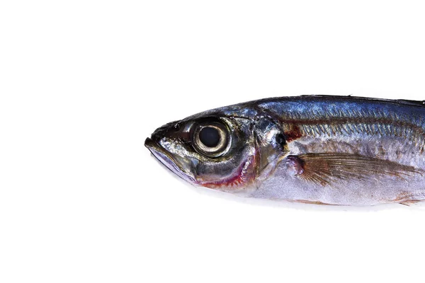 Isolated  tasty horse mackerel — Stock Photo, Image