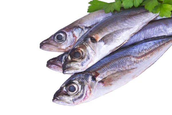 Mackerel with parsley isolated — Stock Photo, Image