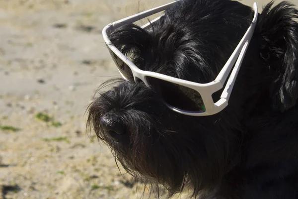 Svart hund med solglasögon — Stockfoto