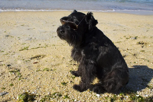 サングラスの美しい犬種 — ストック写真