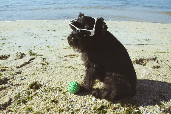 Hermoso perro con gafas de sol — Foto de Stock