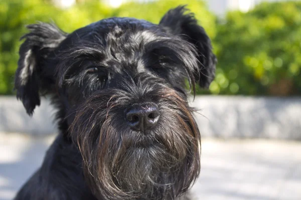 Schwarzer Schnauzer Hund im Freien — Stockfoto