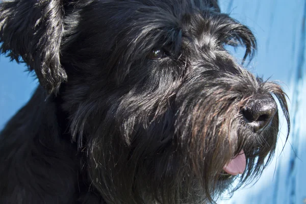 Hund mit blauem Hintergrund — Stockfoto