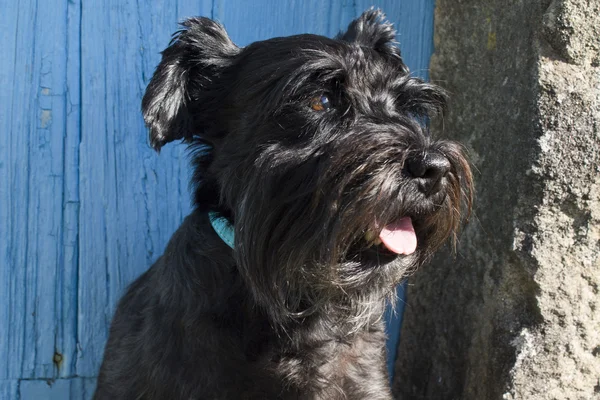 Hund mit blauem Hintergrund — Stockfoto