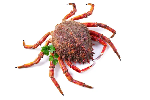 Frutos do mar, caranguejo isolado — Fotografia de Stock