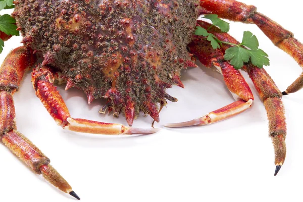 Frutos do mar, caranguejo saboroso isolado — Fotografia de Stock