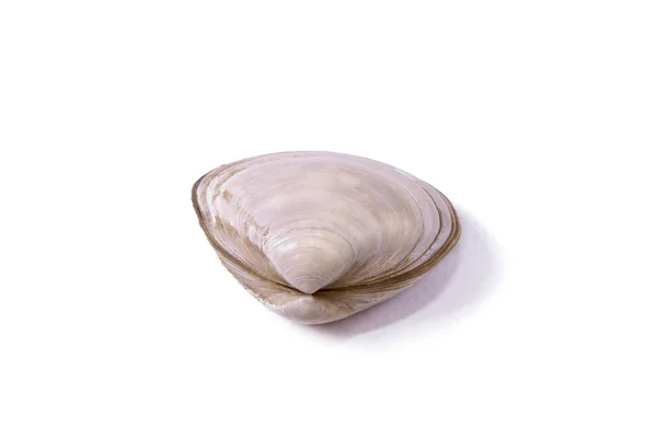 Skaldjur, musslor isolerad på vit — Stockfoto
