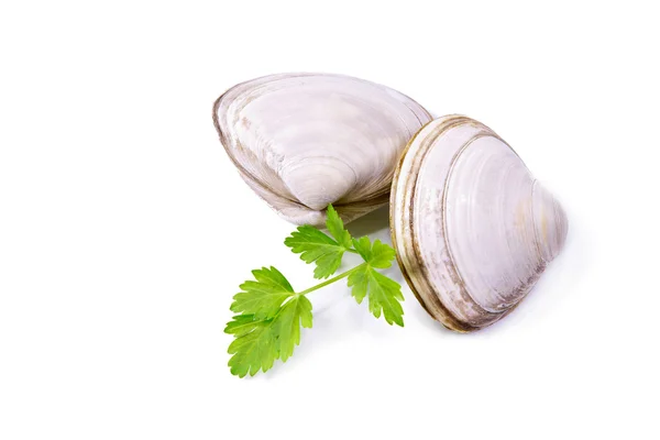 Seafood, clams isolated on white — Stock Photo, Image