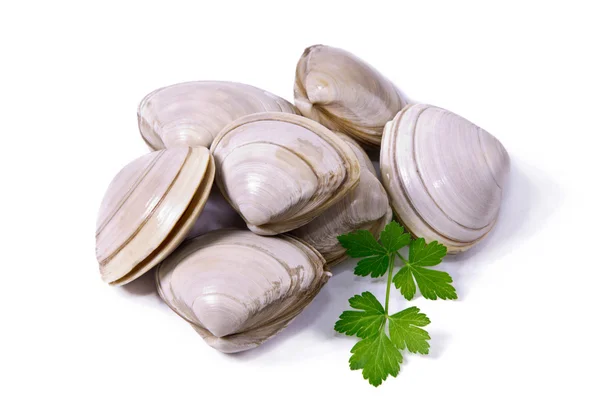 Seafood, clams isolated on white — Stock Photo, Image