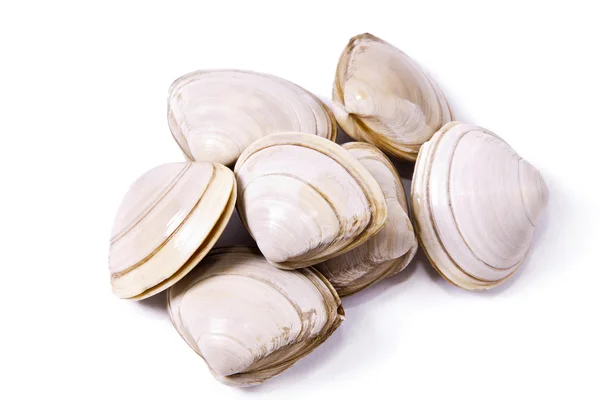 Морепродукти, молюски ізольовані на білому — стокове фото