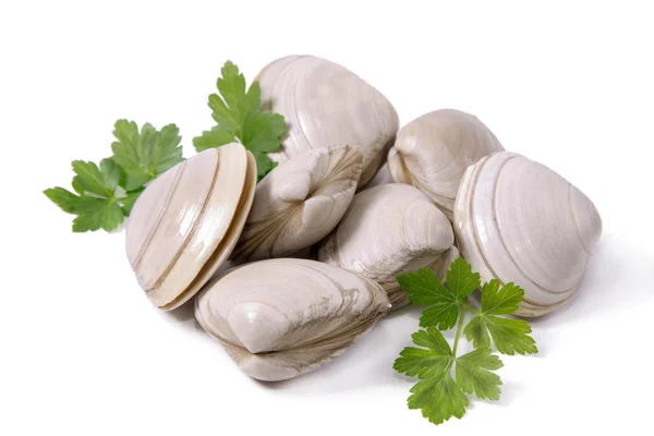 Seafood, clams isolated on white — Stock Photo, Image