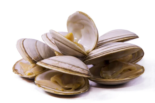 Frutti di mare, vongole gustose isolate — Foto Stock