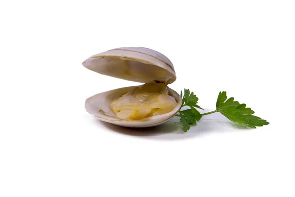 Meeresfrüchte, vereinzelt leckere Venusmuscheln — Stockfoto