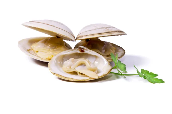 Frutti di mare, vongole gustose isolate — Foto Stock