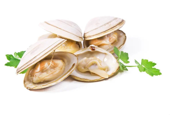 Frutti di mare, vongole gustose isolate — Foto Stock