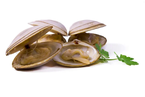 Meeresfrüchte, vereinzelt leckere Venusmuscheln — Stockfoto