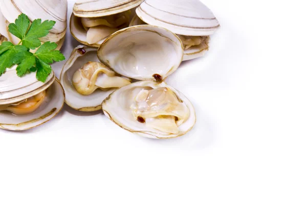 Морепродукты, изолированные вкусные моллюски — стоковое фото