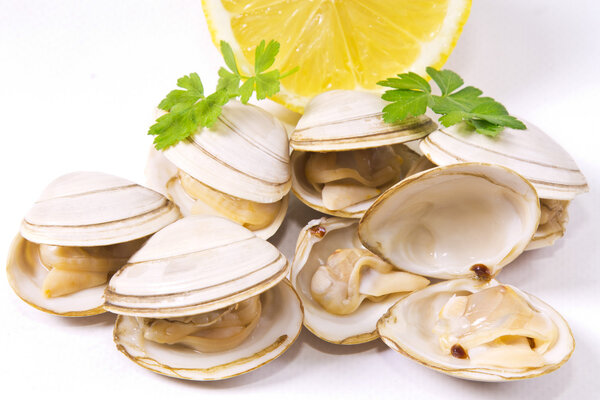  seafood, isolated tasty clams