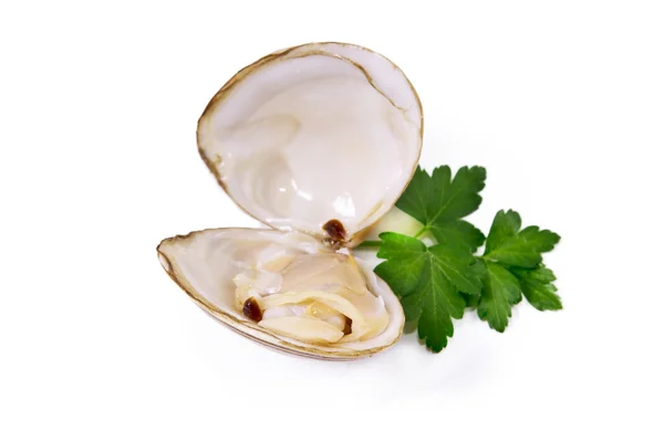 Seafood, isolated tasty clams — Stock Photo, Image