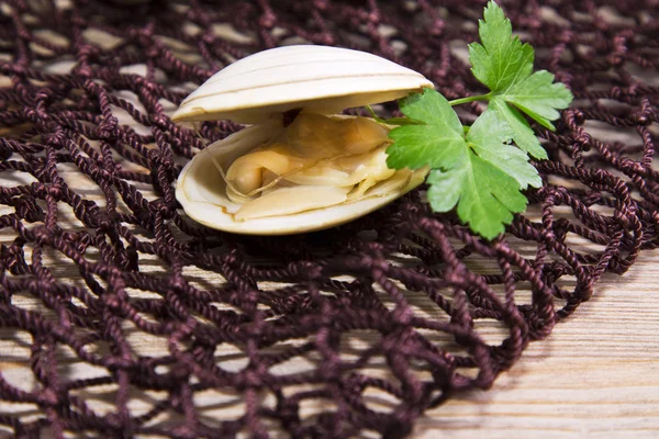 Vongole nella rete da pesca — Foto Stock