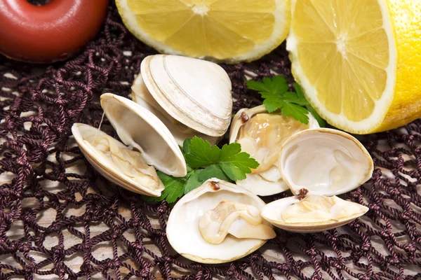 Tasty clams in fishing net — Stock Photo, Image