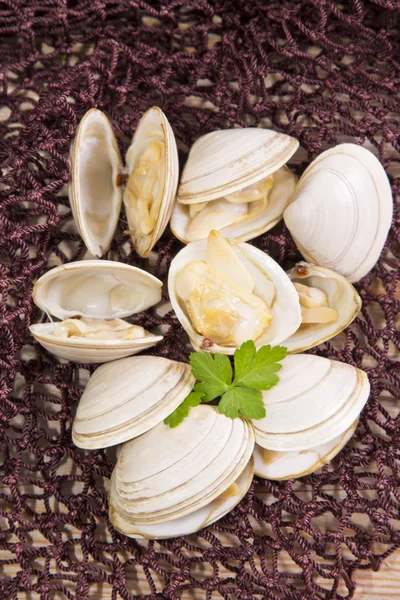 Frutos do mar, amêijoas na rede de pesca — Fotografia de Stock