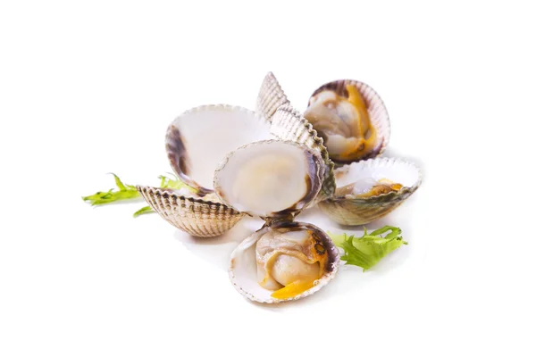 Frutos do mar, isolado saboroso cockles — Fotografia de Stock