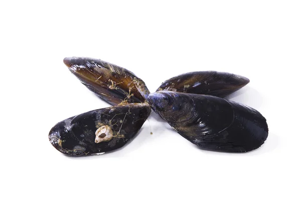 Mariscos, mejillones aislados en blanco — Foto de Stock