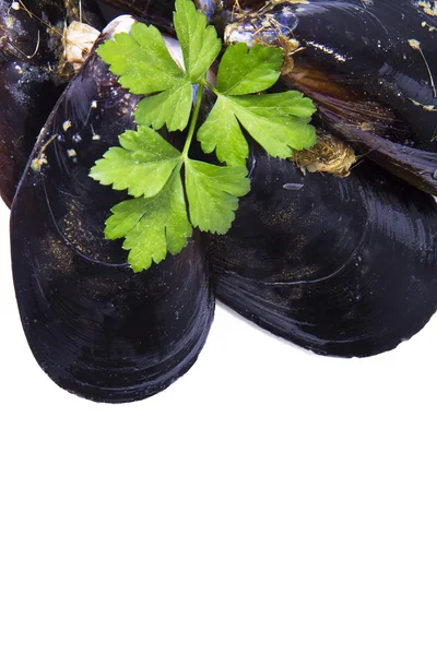 Seafood,  tasty mussels — Stock Photo, Image