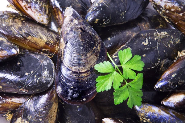 Skaldjur, välsmakande musslor — Stockfoto