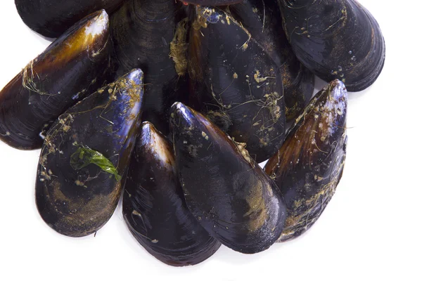 Seafood,  tasty mussels — Stock Photo, Image