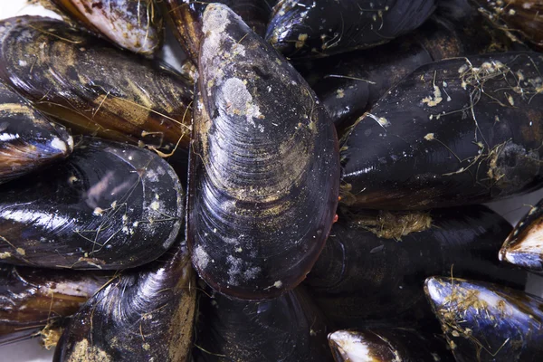 Frutti di mare, cozze isolate su bianco — Foto Stock