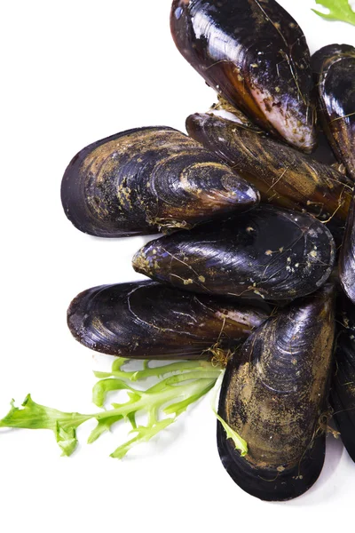 Frutti di mare, cozze saporite — Foto Stock