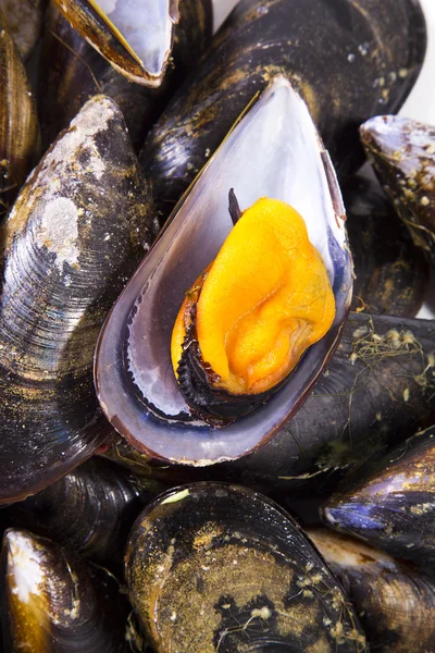 Frutti di mare, cozze isolate su bianco — Foto Stock