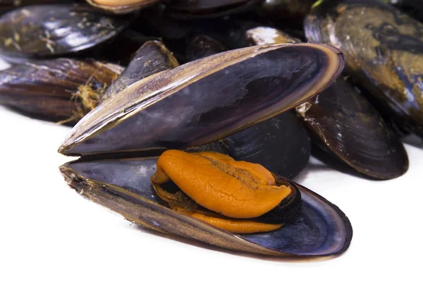 Frutti di mare, cozze isolate su bianco — Foto Stock