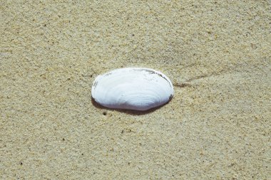 Kumsalda deniz kabuğu
