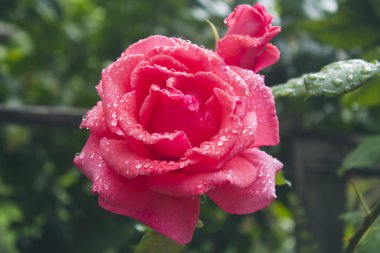 alanında güzel pembe güller