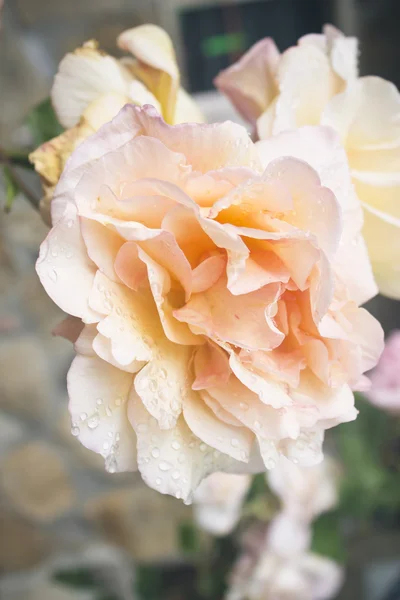 Krásné oranžové růže v poli — Stock fotografie