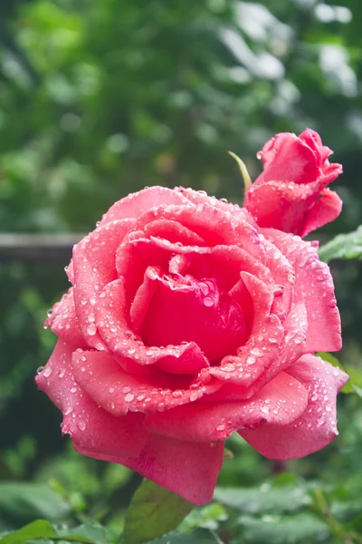 Krásné růžové růže v poli — Stock fotografie
