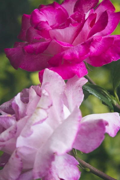 Rosas rosa bonitas no campo — Fotografia de Stock