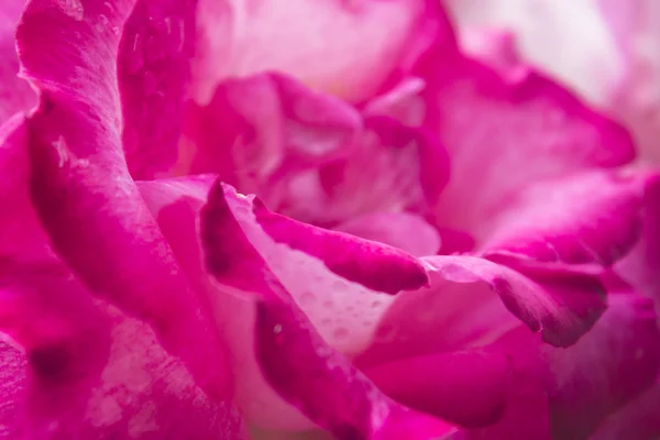 緑豊かな庭園のピンクのバラ — ストック写真