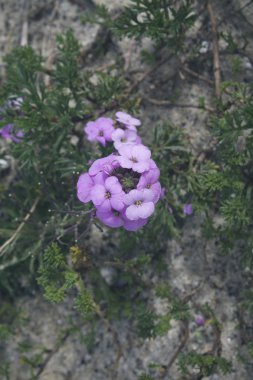 Eflatun çiçekler Beach