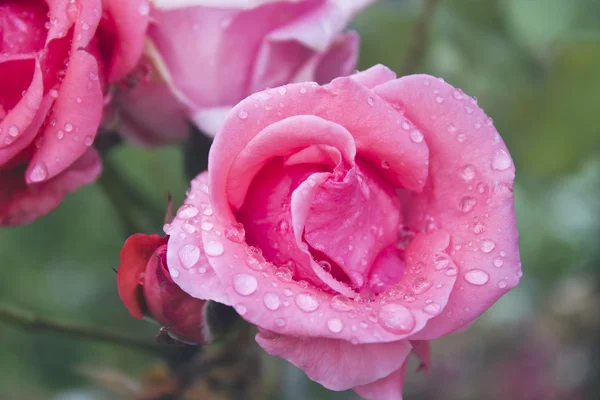 Rosas rosa bonitas no campo — Fotografia de Stock