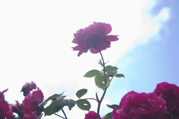 Bellissime rose rosa in giardino — Foto Stock
