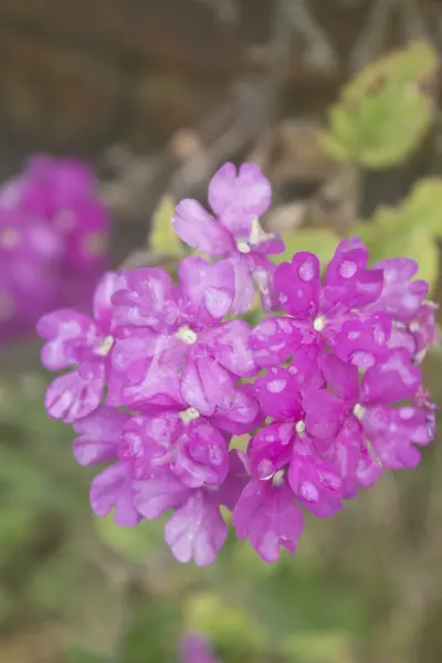 Flowers, lilacs primula in field — Stock Photo, Image