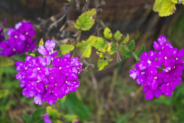 Flowers, lilacs primula — Stock Photo, Image