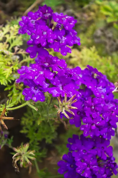 Flowers, lilacs primula — Stock Photo, Image