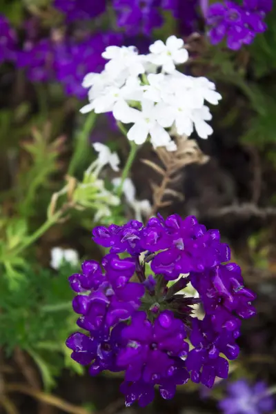 Flores, lilases primula — Fotografia de Stock